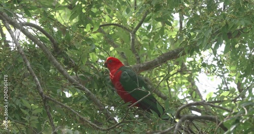 a side view clip of a male australian king parrot perching on a tree branch and feeding on seeds on the nsw central coast of australia