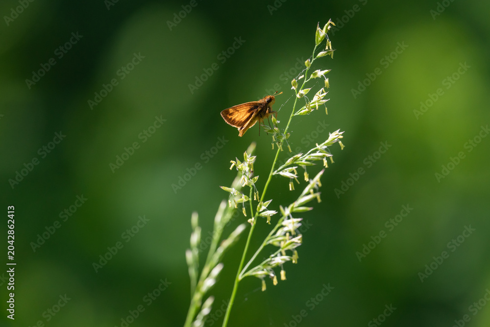 Obraz premium brown butterfly is perched on the mature seed stalk of native grass