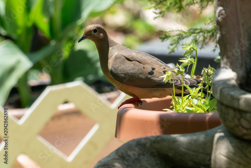 Fotografie a morning dove makes its way around a suburban American back yard patio garden,