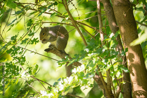 Fotografie A common eastern gray squirrel is perched in a tree and hunched over a precious