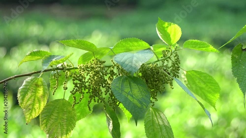 Sunlit Green Hanging Flower Clusters and Leaves in Forest
