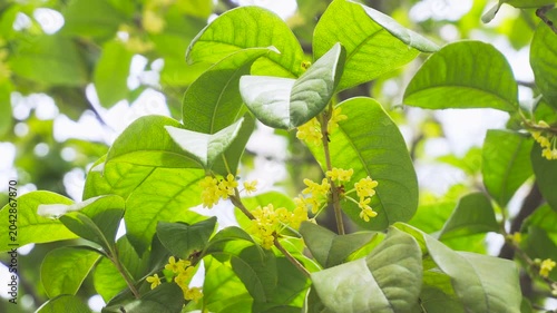 Yellow osmanthus flowers blooming on leafy tree branch in sunlight