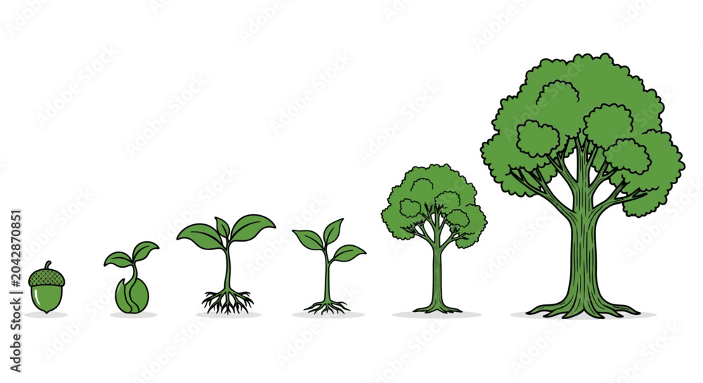 Fototapeta premium Tree Growth Stages Illustration.