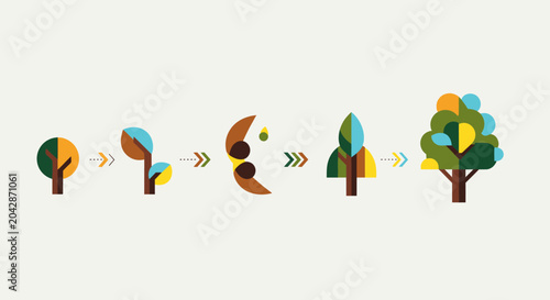 Tree Growth Stages Infographic.