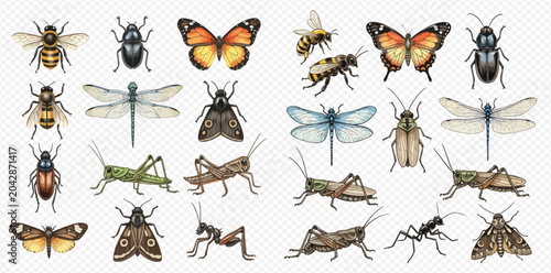 Cuadro en lienzo Collection of various insects including butterflies, bees, beetles, dragonflies, moths, and grasshoppers on a transparent background