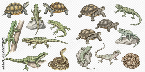 Bilde på lerret Collection of various reptiles including tortoises, lizards, and snakes, illustrated on a transparent background