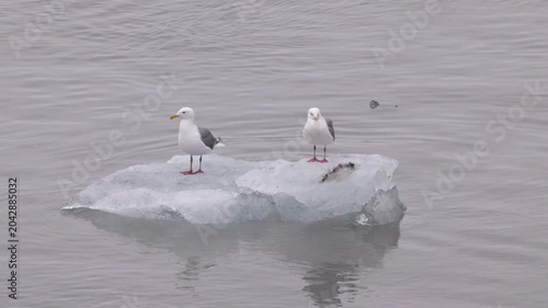 a pair of glaucous-winged gulls stand on an iceberg at glacier bay, alaska of the usa