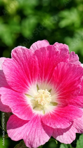 Close-up of a vibrant pink hollyhock flower.