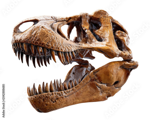 Tyrannosaurus Rex Skull: A fossilized skull of a Tyrannosaurus Rex, showcasing its formidable teeth and ancient structure, offering a glimpse into prehistoric life and the age of dinosaurs.