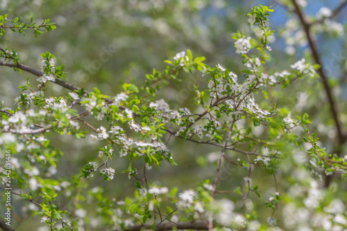 Photos Native white blossoms adorn meadow border gracefully