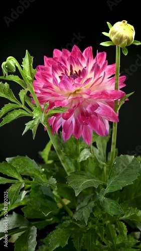 Stunning Red and White Dahlia Flower on Black Background