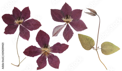 Herbarium. Set of pressed flower, leaves clematis. Digital herbarium, scrapbooking. Flowers, leaves of clematis, isolated on white background. Floristics.