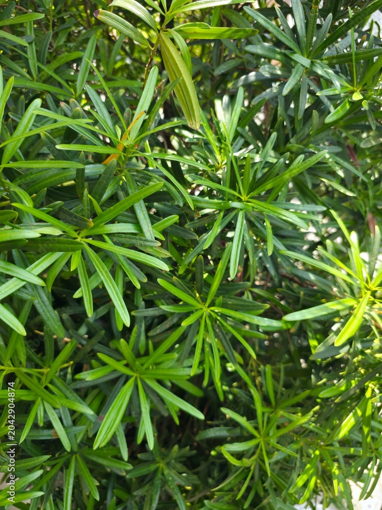 Fototapeta premium Beautiful green leaves background of an ornamental garden plant.