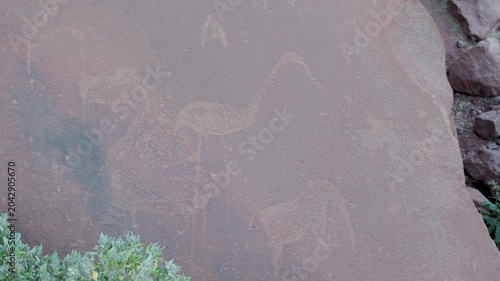 a tilt up clip of rock carvings of an elephant and flamingo at twyfelfontein in namibia, africa