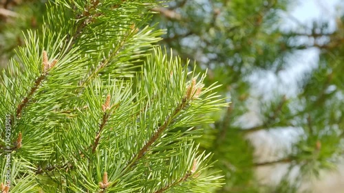 Green pine branches with young shoots against a sunny forest backdrop.