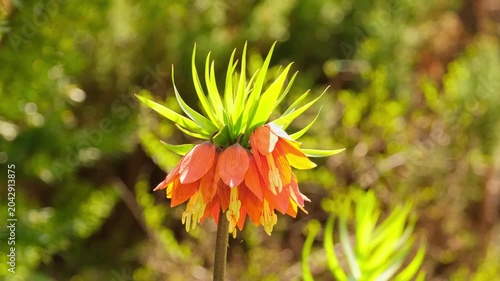 Close-up of an orange Imperial Fritillary in a spring garden.