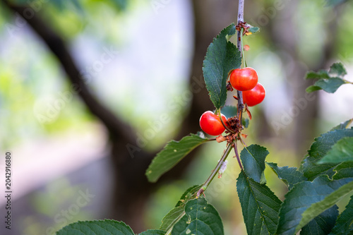 Unripe sour cherries ripening on a tree branch with green leaves. Close-up of young Amarena cherries (Prunus cerasus) changing color in a sunny orchard. Agriculture and fruit growth concept.