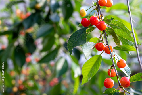 Unripe sour cherries ripening on a tree branch with green leaves. Close-up of young Amarena cherries (Prunus cerasus) changing color in a sunny orchard. Agriculture and fruit growth concept.