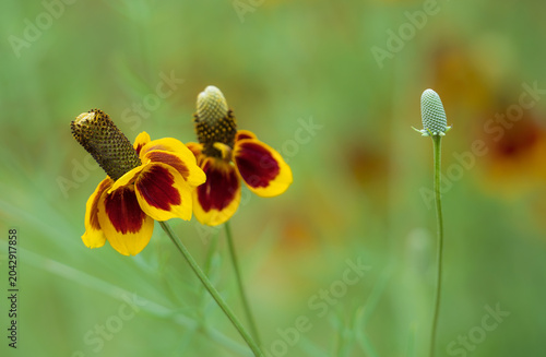 Mexican Hat (Ratibida columnifera) flowers blooming in Texas spring, closeup. Natural green background.