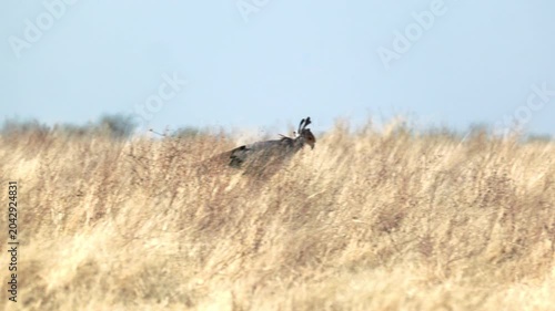 a tracking clip of a secretarybird hunting near gemsbokvlatke waterhole of etosha national park in namibia, africa