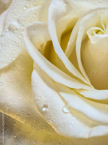 White Rose Macro With Water Droplets On Petals