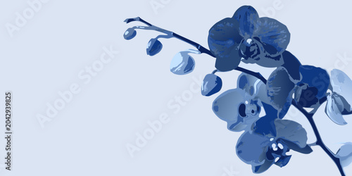 blue orchid flowers vector illustration botanical floral