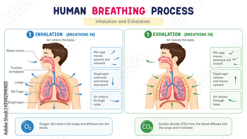 Tableau sur toile Human Breathing Process Educational Illustration Showing Inhalation and Exhalati