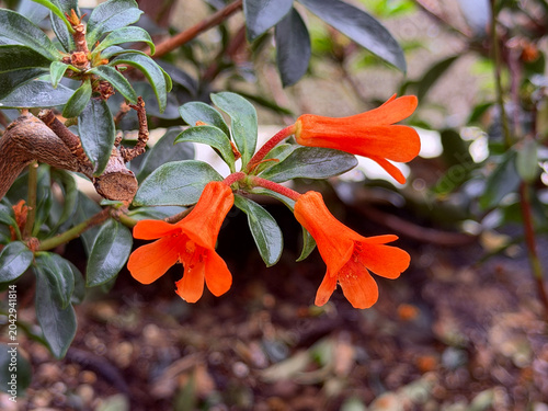 Rhododendron orange Flowers close up