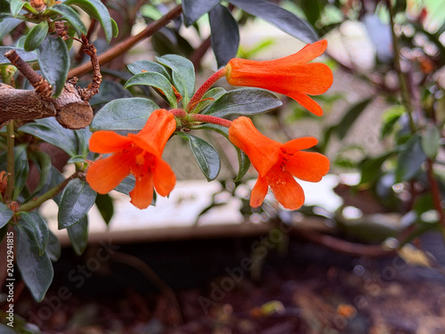 Rhododendron orange Flowers close up