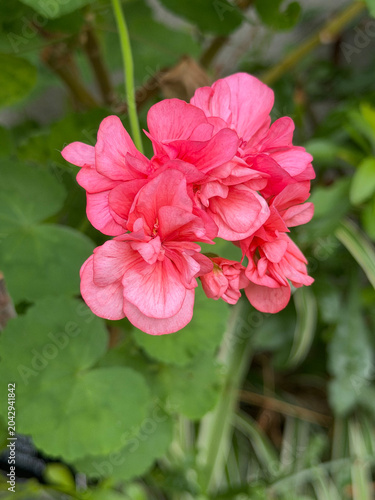  Pink Geraniaceae flowers blossom in the garden close up