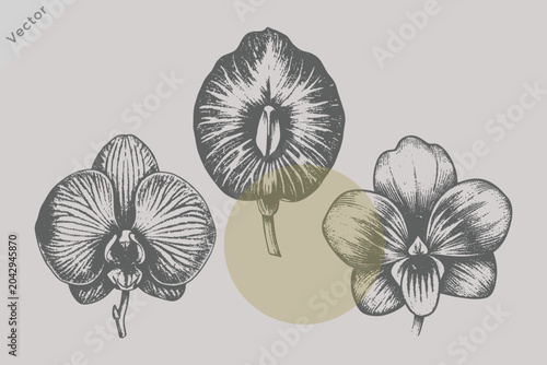 Photos Vintage Butterfly Pea Flower Vector Illustration in Retro Engraved Style Featuri