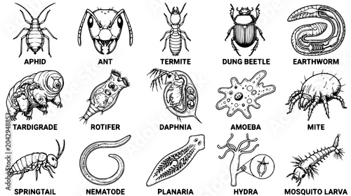 Various microscopic and macroscopic vector illustrations of tiny creatures and insects