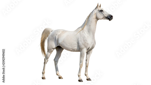 Tableau sur toile Beautiful purebred white horse standing calmly in full side profile view on tran