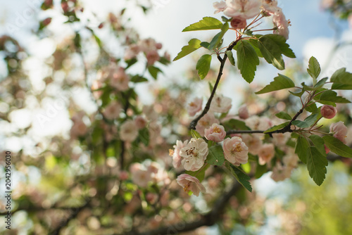 Canvas Print Soft pink apple blossoms blooming on a branch