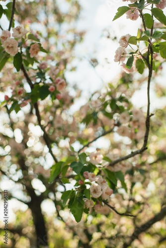 Konstfotografi Sunlight filtering through soft pink plena apple blossoms