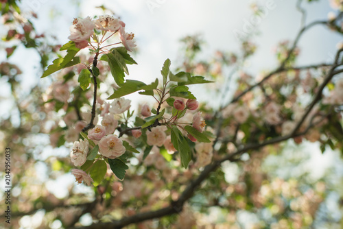 Fotografie Low angle view of pink cherry blossoms on tree branches
