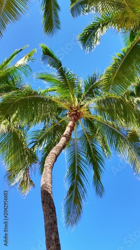 Low angle scene of a majestic exotic palm tree on a sunny day
