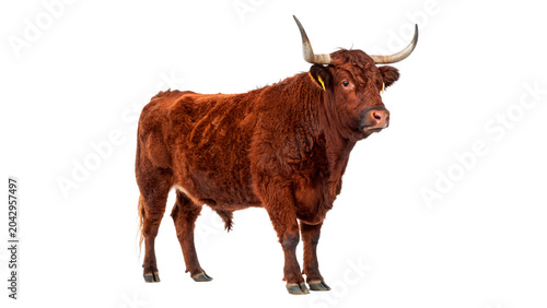 Foto Domestic brown horned bull cattle animal standing in profile on transparent back