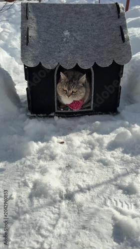 A cute cat sits in its cozy house and looks at the snow with amazement, vertical video.