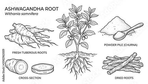 Ashwagandha root plant set with fresh tuberous roots and herbal powder botanical vector illustration.
