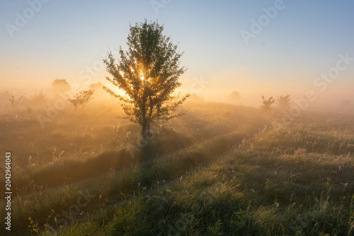 A lonely tree stands in a golden field during a foggy sunrise, with bright sunlight breaking through its green branches