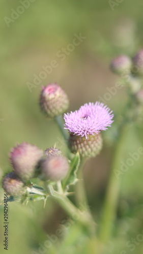 Beautiful Purple Thistle Flower Close-Up