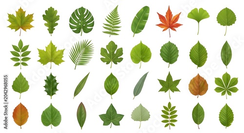 Collection of fresh green leaves in different shapes and botanical styles isolated on white background. Suitable for nature, ecology, gardening, organic products, and environmental themes.