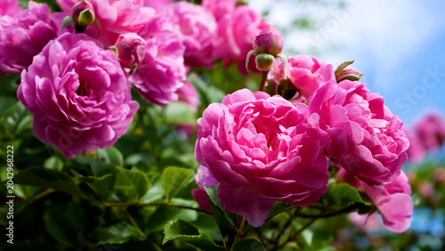 Cuadro en lienzo Many large pink flowers of a climbing rose blooming against a bright blue sky