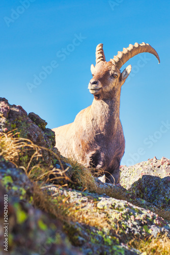 Ibex in the mountains