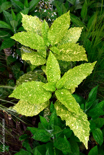 Aucuba japonica in perennial garden   