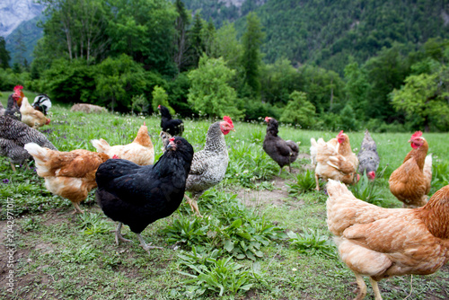 Canvastavla A flock of diverse free-range chickens grazes on a lush green alpine meadow in Tyrol, with vibrant grass, wild herbs, and a dense forest-covered mountain slope in the background