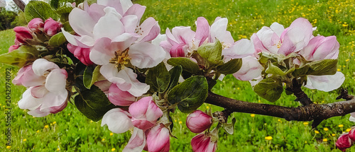 Close-up of pink apple blossom buds and white flowers opening on a branch in spring orchard, macro nature background.