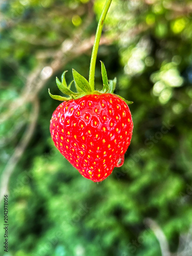 Ripe strawberry hanging on stem with natural green bokeh background