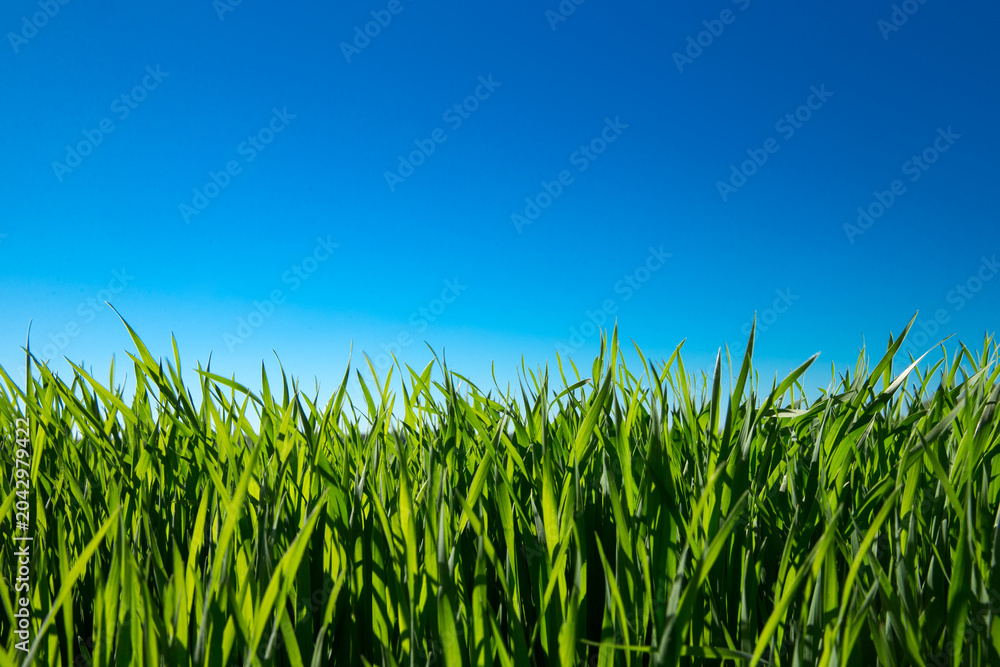 Fototapeta premium Green field and blue sky. Meadow landscape